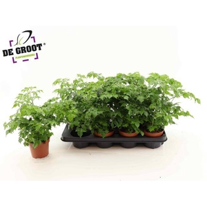 Radermachera sinica 12Ø 35cm