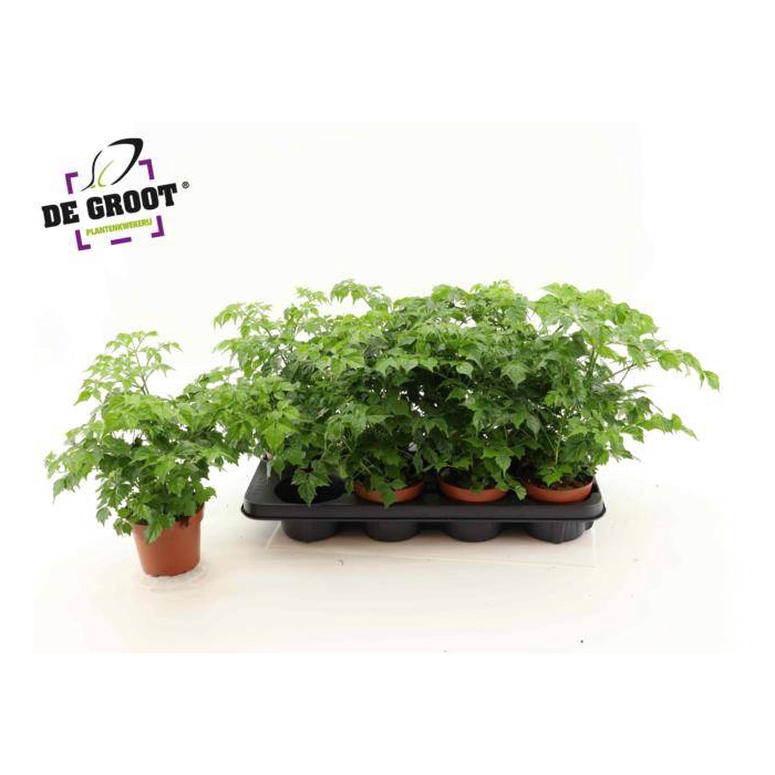 <h4>Radermachera sinica 12Ø 35cm</h4>