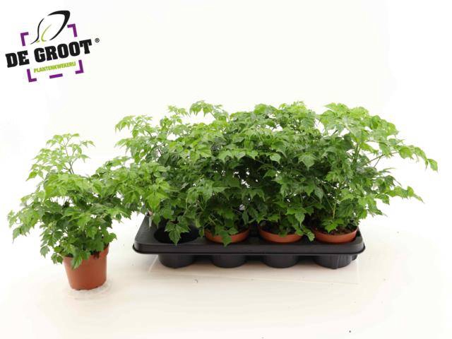 Radermachera sinica 12Ø 35cm