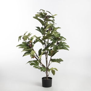 AF Fig Tree in pot H110 Green