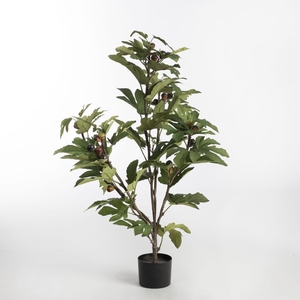AF Fig Tree in pot H110 Green