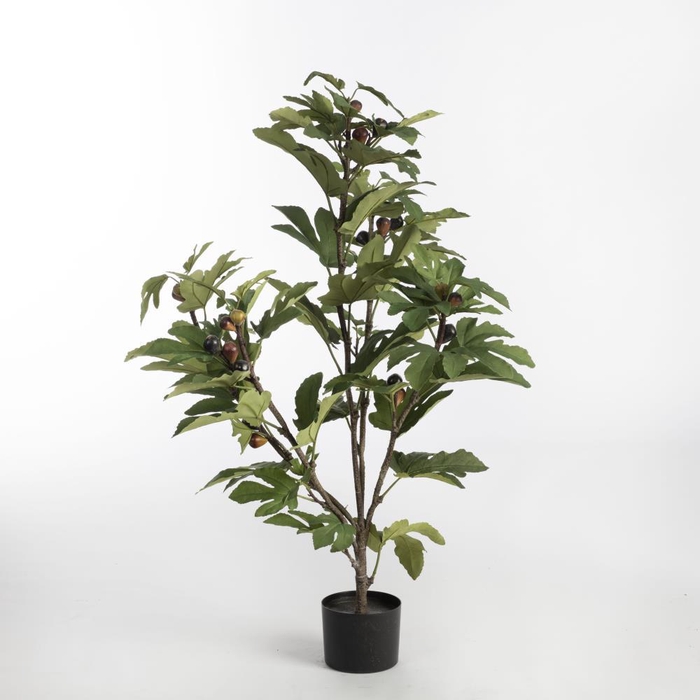 <h4>AF Fig Tree in pot H110 Green</h4>