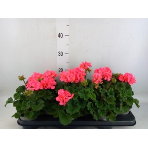 Pelargonium zona. 'ToscaSil Lisa'