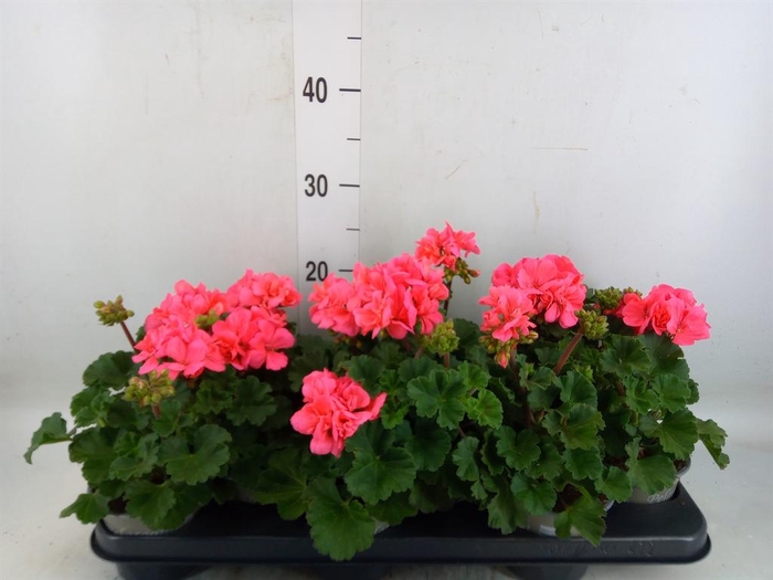 <h4>Pelargonium zona. 'ToscaSil Lisa'</h4>