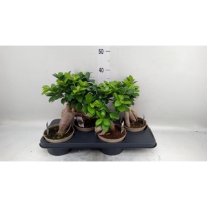 Ficus microcarpa 'Ginseng'