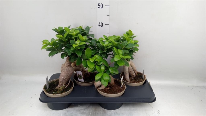 <h4>Ficus microcarpa 'Ginseng'</h4>