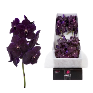 Vanda Velvet Blackberry X8