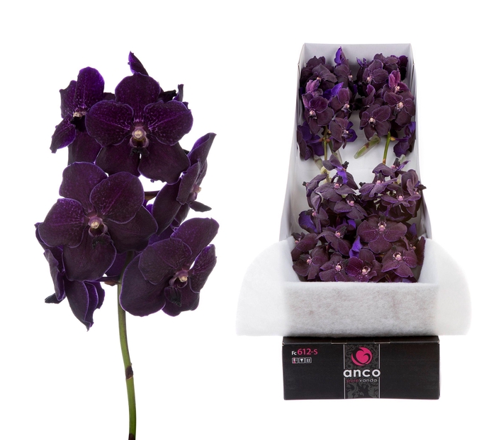 <h4>Vanda Velvet Blackberry X8</h4>