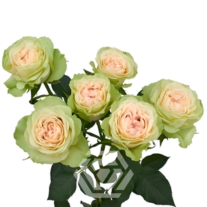 R TR FIBONACCI YATRA