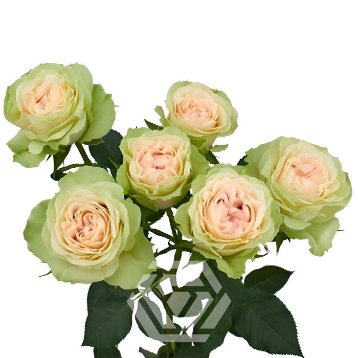 <h4>R TR FIBONACCI YATRA Tessa</h4>