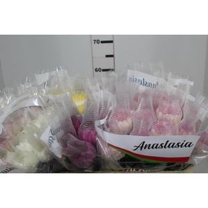 ANASTASIA VARIADA 060 CM VARIADA