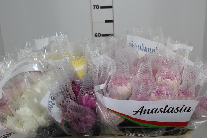 ANASTASIA VARIADA 060 CM VARIADA