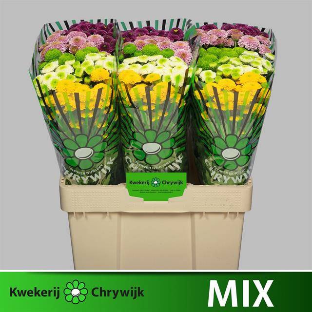 <h4>CHR S POMPON GEM BS</h4>