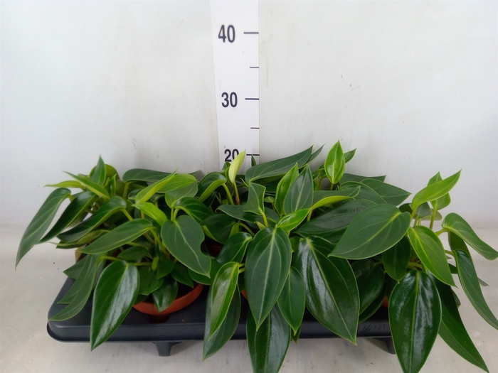<h4>Peperomia</h4>