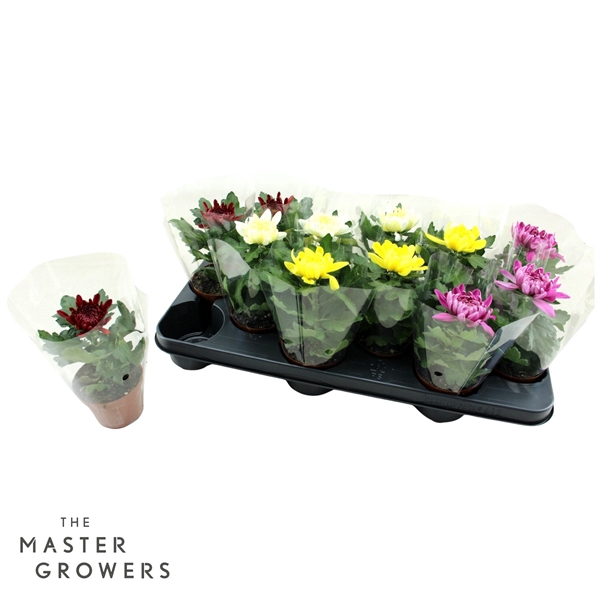 <h4>Deco Chrysant Cosmo mix 9cm 1pp</h4>