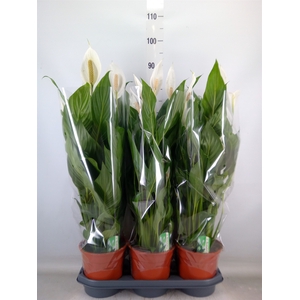 Spathiphyllum  'Bingo Cupido'