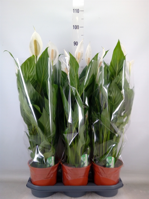 <h4>Spathiphyllum  'Bingo Cupido'</h4>