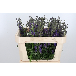 Aconitum Napellus