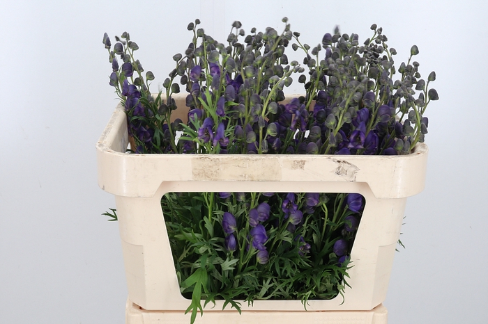 <h4>Aconitum Napellus</h4>