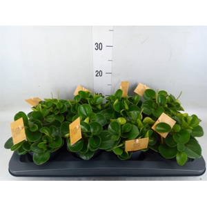 Peperomia obt. 'Obtipan'