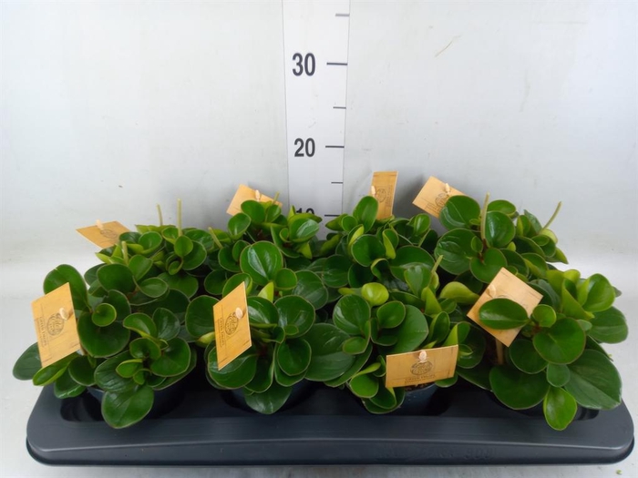 <h4>Peperomia obt. 'Obtipan'</h4>
