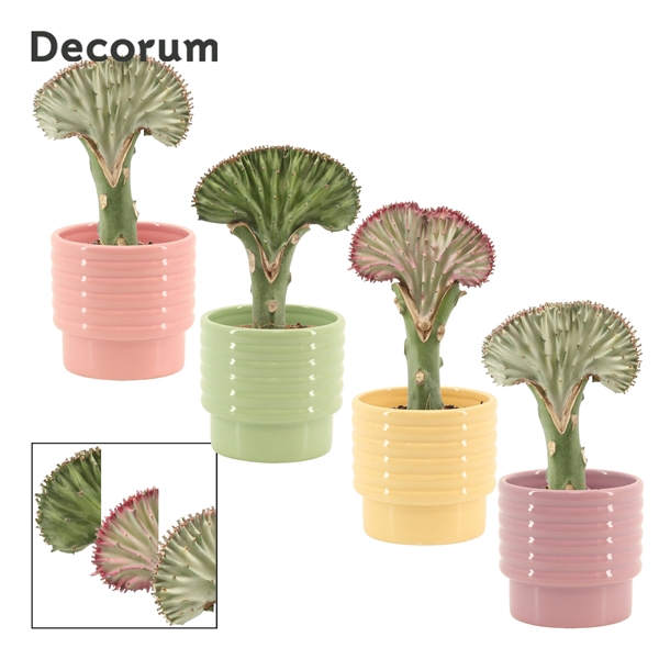 <h4>Euphorbia Lactea 9 cm in Naemi (Tasty bubble-collection)</h4>