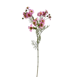 AF Cosmos Caudatus L65cm pink