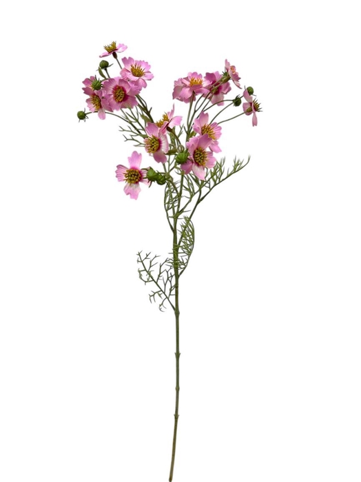 <h4>AF Cosmos Caudatus L65cm pink</h4>