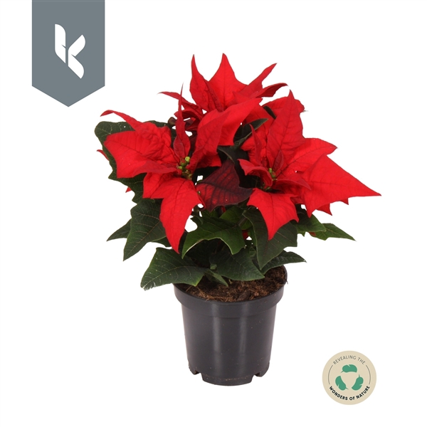 <h4>Euphorbia pulcherrima Jester Red</h4>