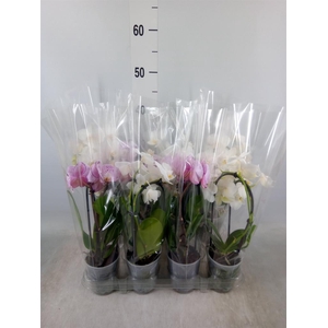 Phalaenopsis  'Elegant Cascade'