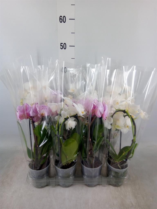 <h4>Phalaenopsis  'Elegant Cascade'</h4>