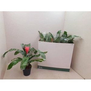 Aechmea Fasciata Primera 15Ø 50cm