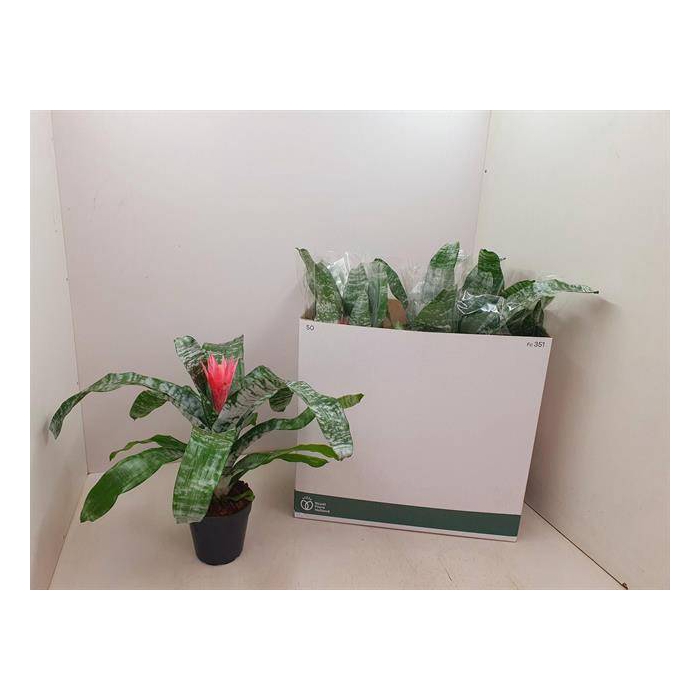 <h4>Aechmea Fasciata Primera 15Ø 50cm</h4>
