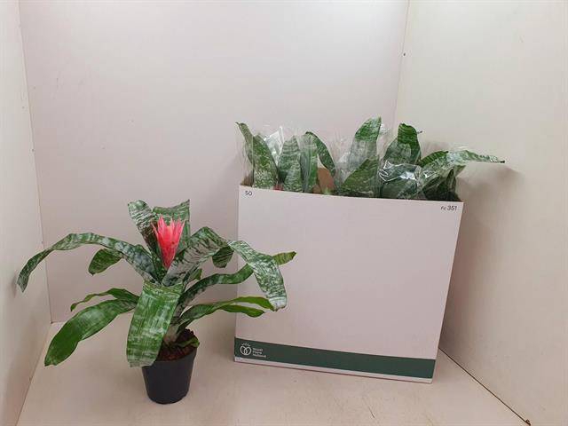 Aechmea Fasciata Primera 15Ø 50cm
