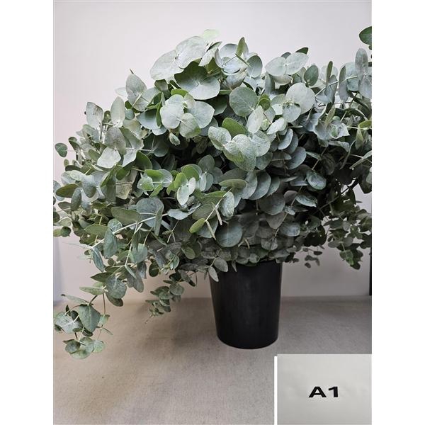 <h4>EUC CINEREA PER STEEL -SP-</h4>