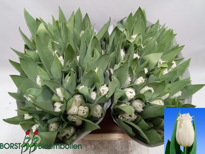 <h4>TU FR NORTH POLE</h4>