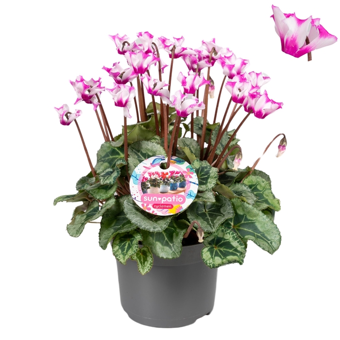 <h4>Cycl MIDI patio + et Origami</h4>