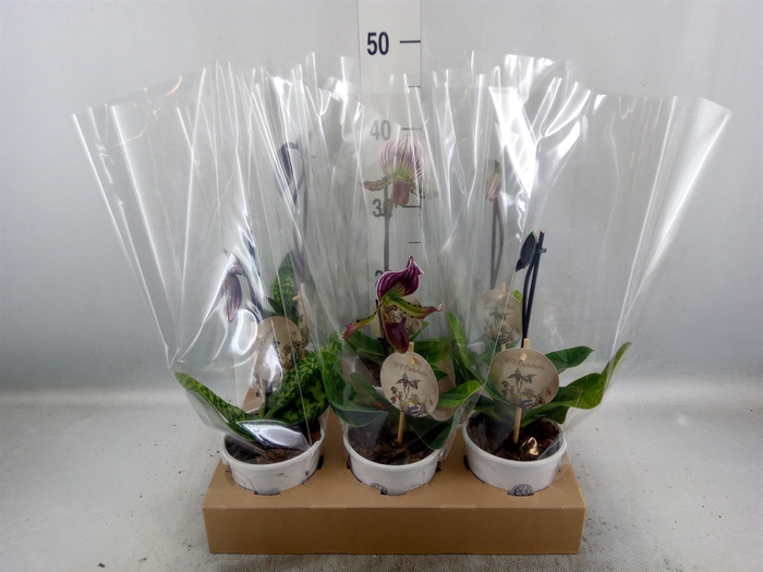 <h4>Paphiopedilum   ...</h4>