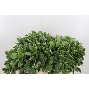 Pittosporum Ilan