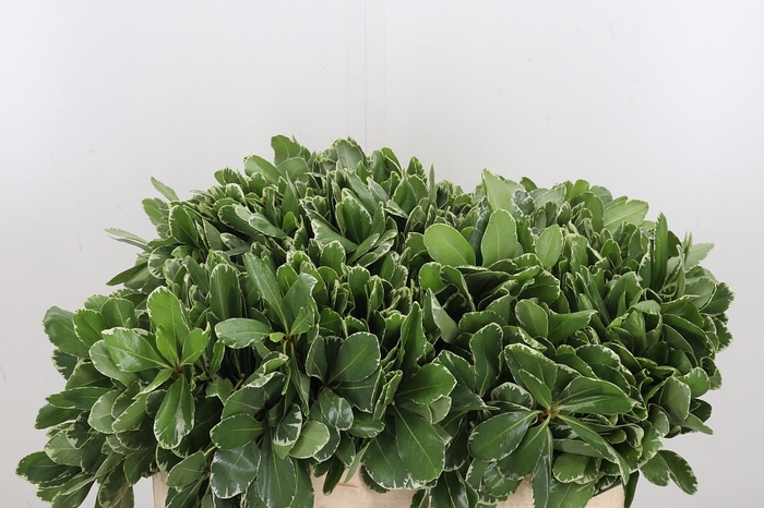 <h4>Pittosporum Ilan</h4>