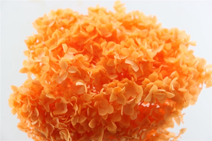 <h4>Pres Hydrangea Orange Bunch</h4>