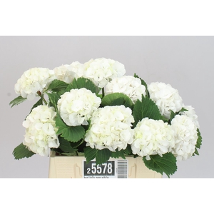 Hyd Lolly Pop White