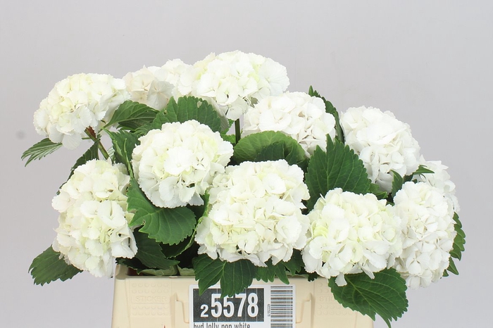 <h4>Hyd Lolly Pop White</h4>
