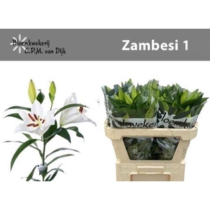 Li Ot Zambesi
