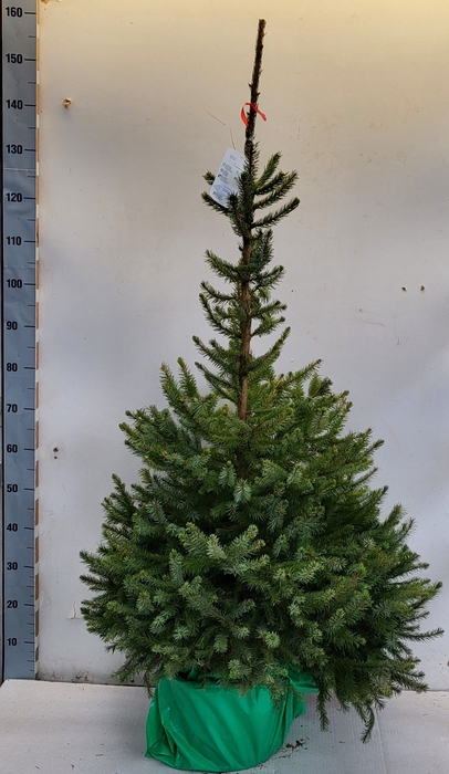 <h4>PICEA OMORIKA</h4>