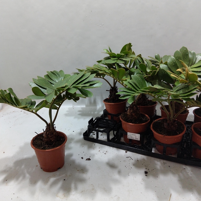 <h4>ZAMIA</h4>