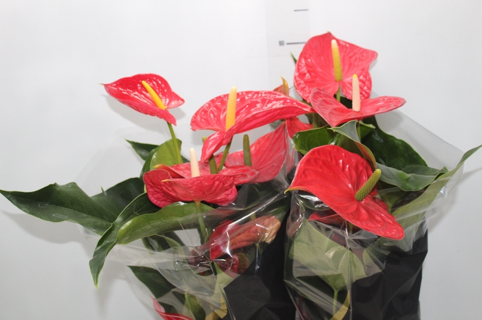 <h4>ANTHURIUM MICHIGAN P17 PREMIUM</h4>