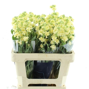 Matth Iron Yellow