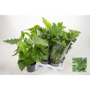 Philodendron bipinnatifidum Shangri-La 17Ø 80cm