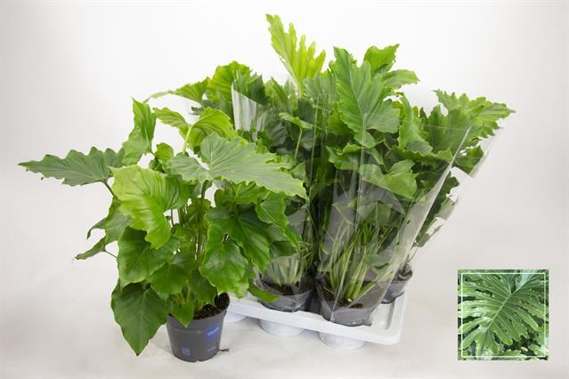 Philodendron bipinnatifidum Shangri-La 17Ø 80cm